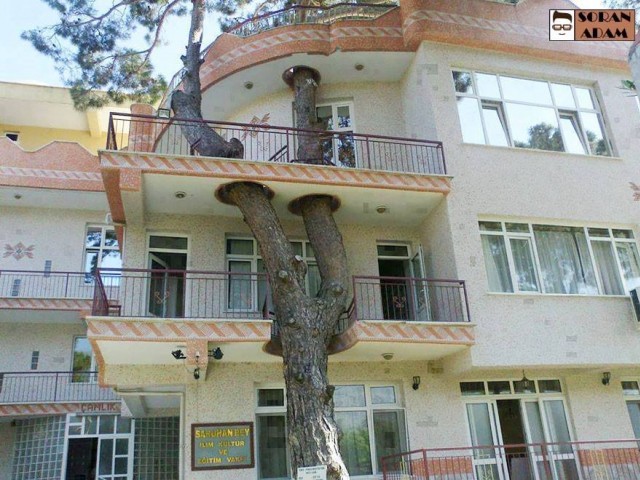 Ağaçları Kesmeden! - 2