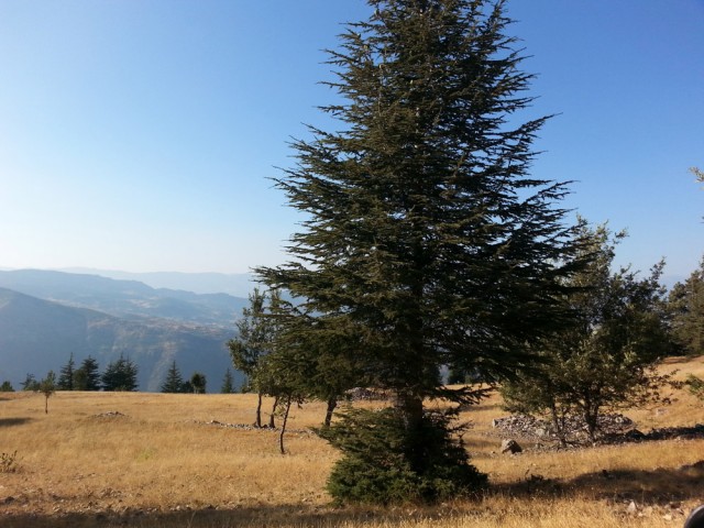 Yavşan Yaylası (Sır Barajı-Karadere-Hartlap Üstü)