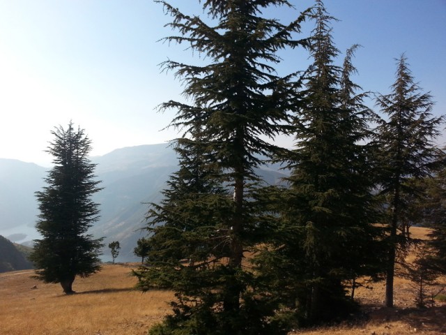 Yavşan Yaylası (Sır Barajı-Karadere-Hartlap Üstü)
