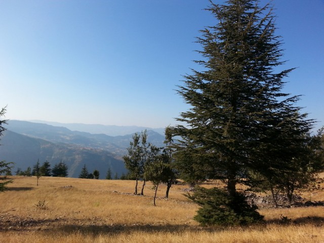 Yavşan Yaylası (Sır Barajı-Karadere-Hartlap Üstü)