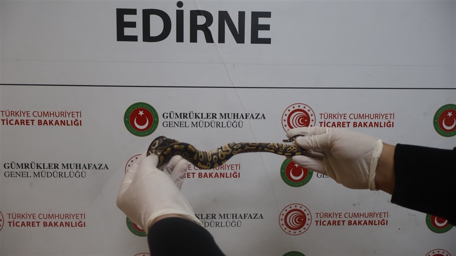 Ticaret Bakanlığı Gümrükler Muhafaza Ekipleri, Edirne- Kapıkule Gümrük Kapısı’nda 67 Canlı Pitonu Ele Geçirdi