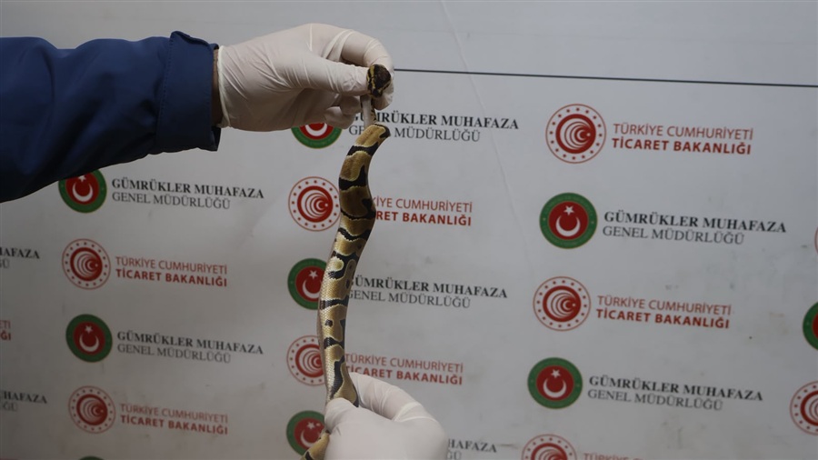 Ticaret Bakanlığı Gümrükler Muhafaza Ekipleri, Edirne- Kapıkule Gümrük Kapısı’nda 67 Canlı Pitonu Ele Geçirdi